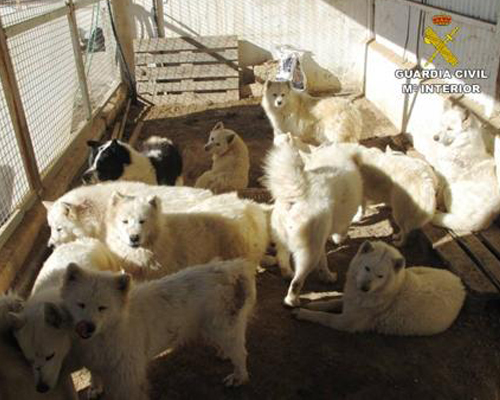 Samoyedos maltratados