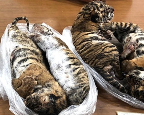 cachorros de tigre congelados