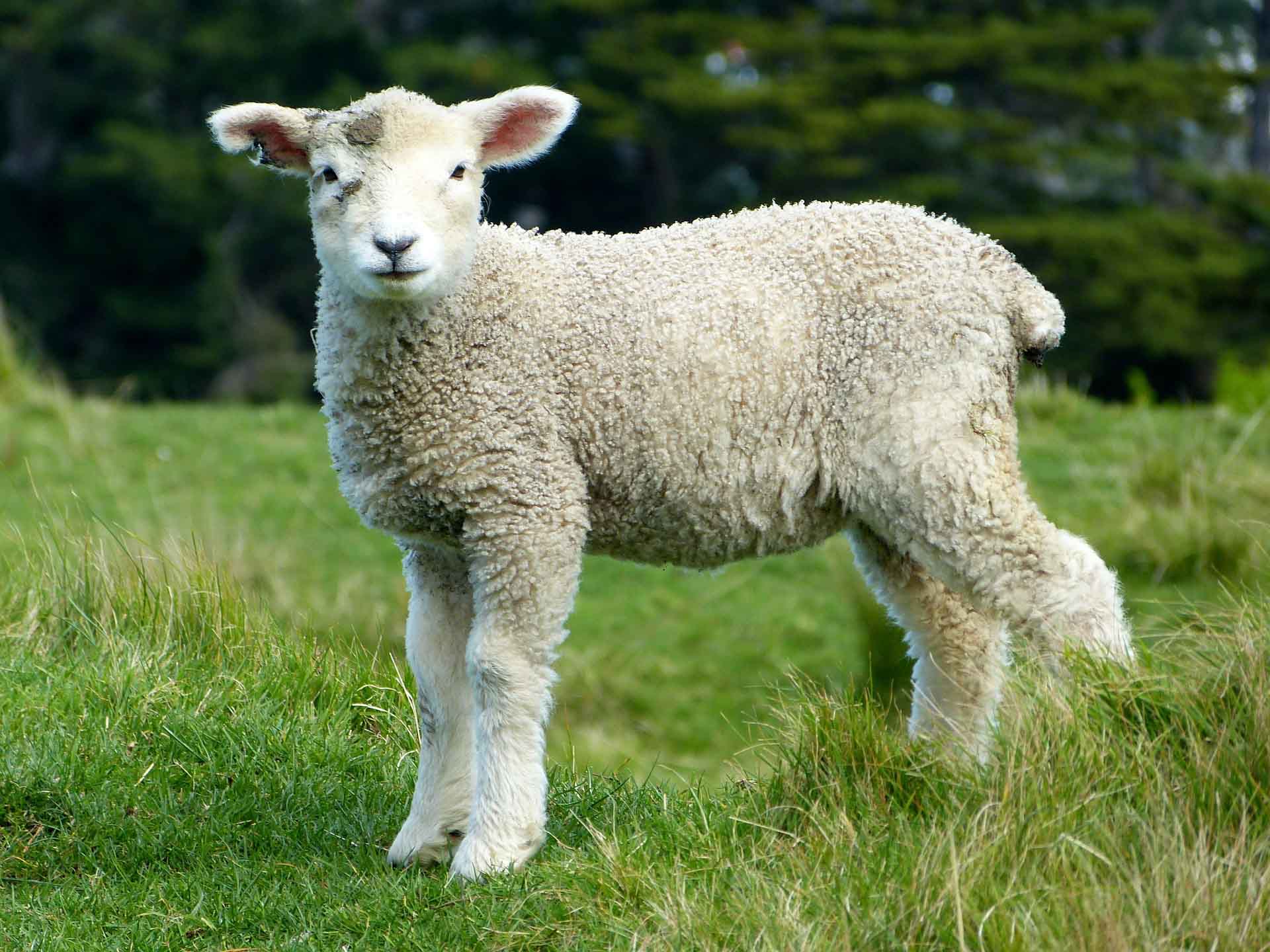 El reality Meat the family y sus animales de granja