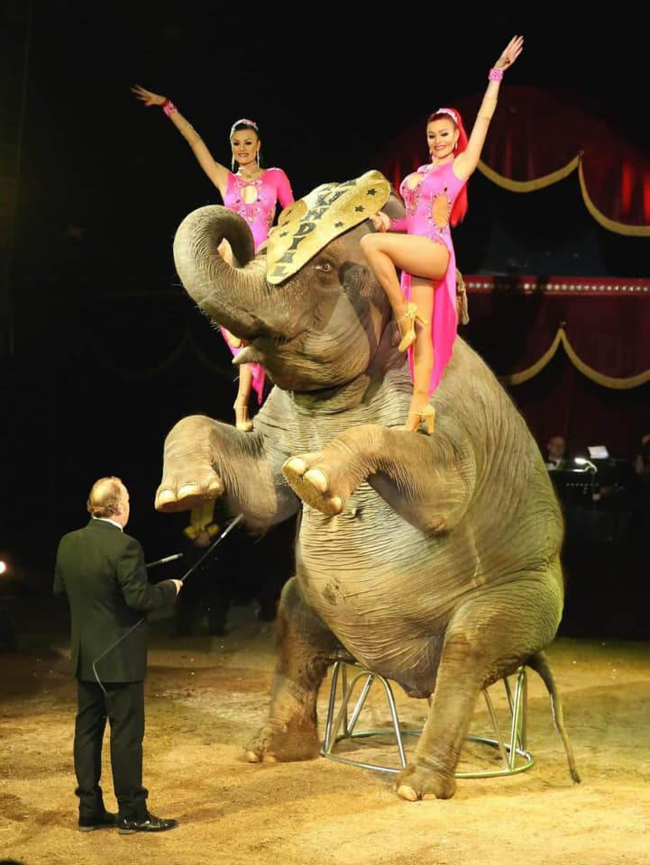 Elefante sentado a dos patas en el circo Quirós