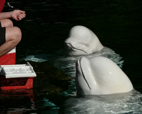 Las belugas en cautiverio