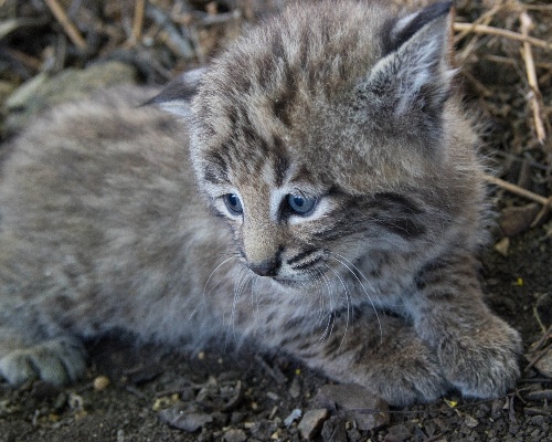 Cachorro de lince