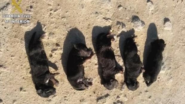 Cinco cachorros muertos a golpes en un saco en CÃ¡diz