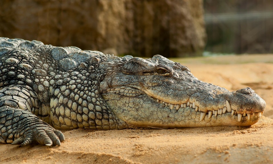 Un cocodrilo del Nilo estÃ¡ en el rÃ­o Duero