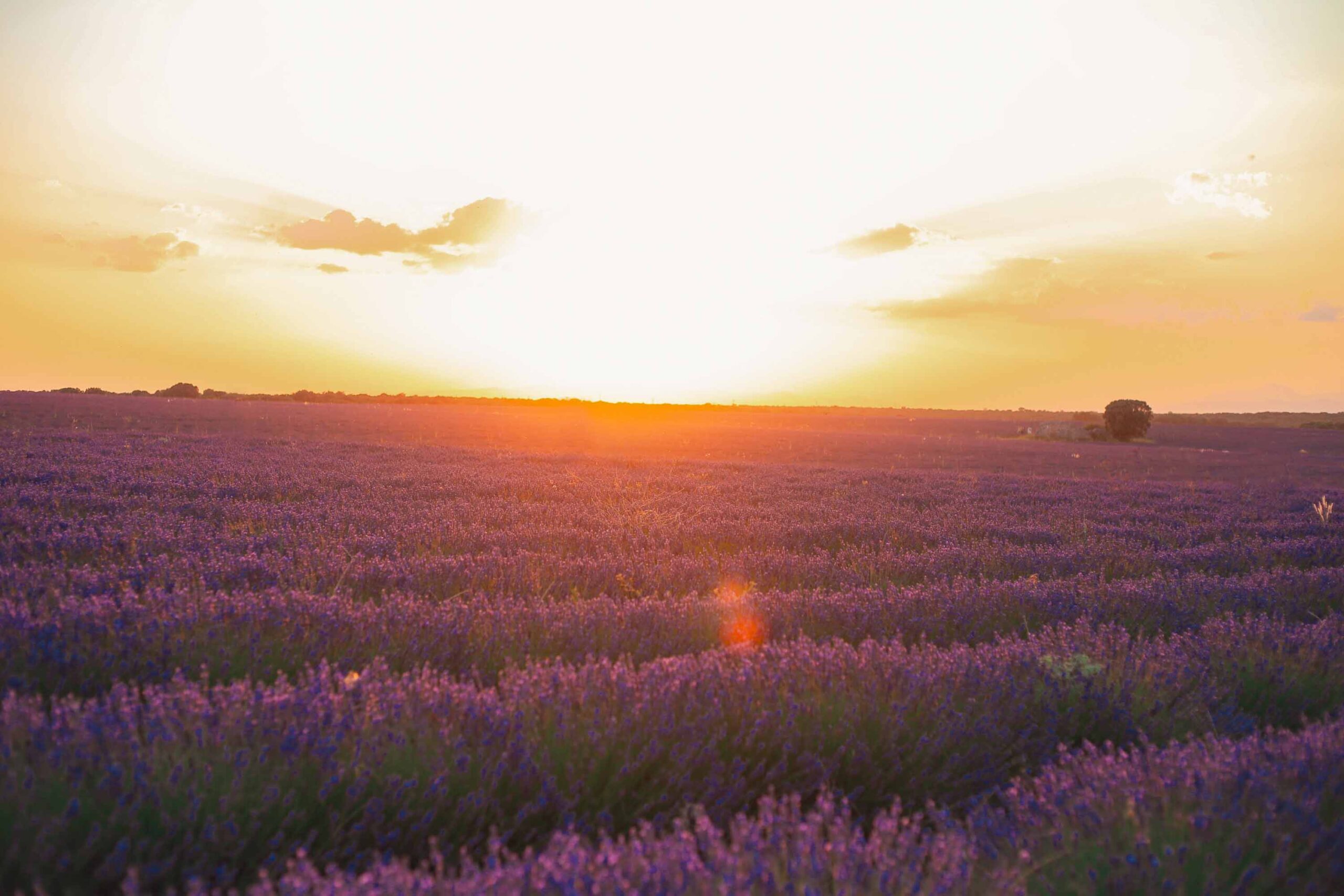 Atardecer en los campos de lavanda de Brihuega