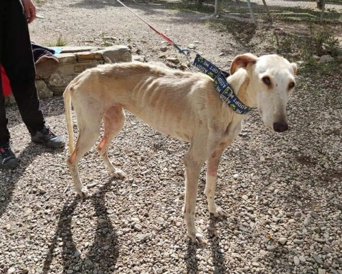 Galgo rescatado por Galgos del Sur