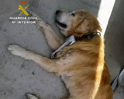 Un labrador ha sido abandonado enfermo en Cieza