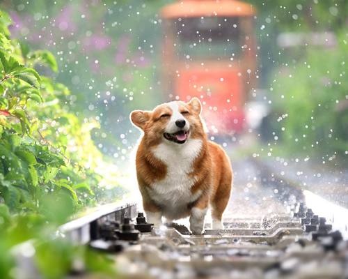 Los perros comprenden las consecuencias de sus propias acciones, según un estudio