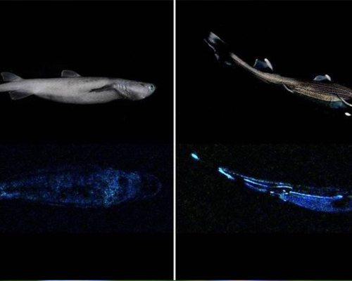 El tiburón carocho es el tiburón luminoso más grande del mundo y vive en Nueva Zelanda