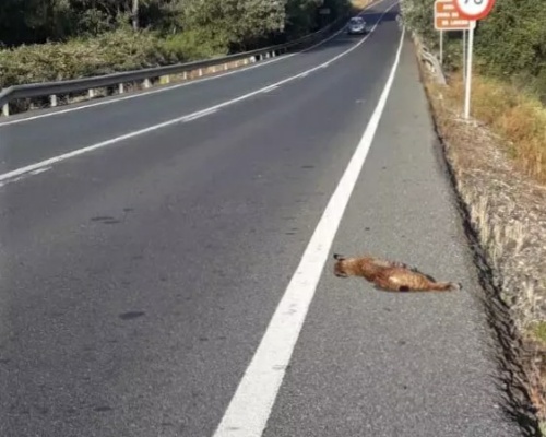 Aparece un lince ibérico atropelleado en una carretera de Sevilla