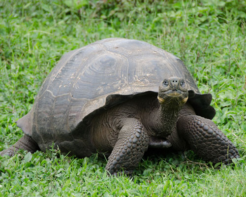 Las Islas Galápagos están amenazadas por la llegada de los plásticos a sus aguas