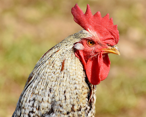 Detenido un veterinario por cortar crestas a más de 4.000 gallos para peleas ilegales
