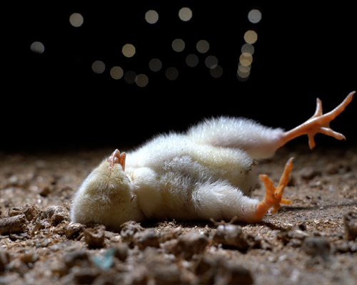 Equalia publica imágenes de las condiciones deplorables en las que viven los pollos de una macrogranja alemana