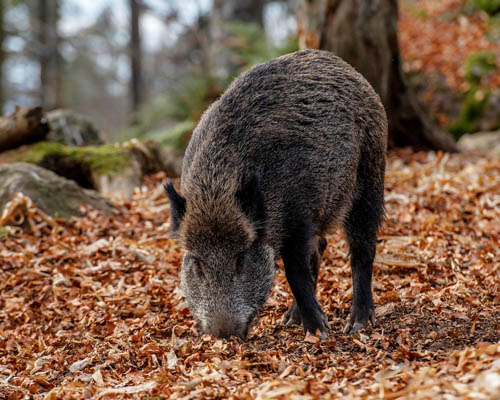 Crecen los accidentes automovilísticos con animales en España