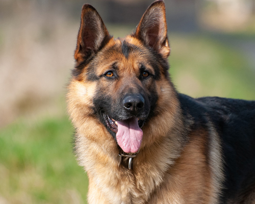 ¿Qué es la disfunción cognitiva en perros y cómo se cura?