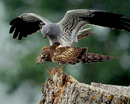 El aguilucho cenizo, ave del año 2023