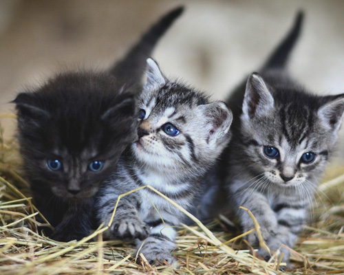 Nueva York prohibirá la venta de perros, gatos y conejos en tiendas desde finales de 2024