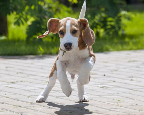 ¿Cómo prevenir que mi perro enferme en invierno?