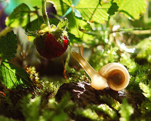 El caracol es una especie de animal hermafrodita