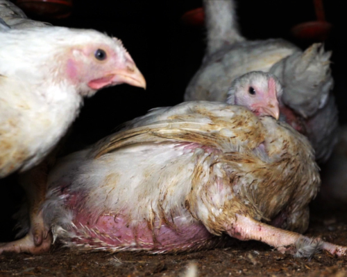 La Agencia Europea de Seguridad recomienda el fin de las jaulas para las gallinas 